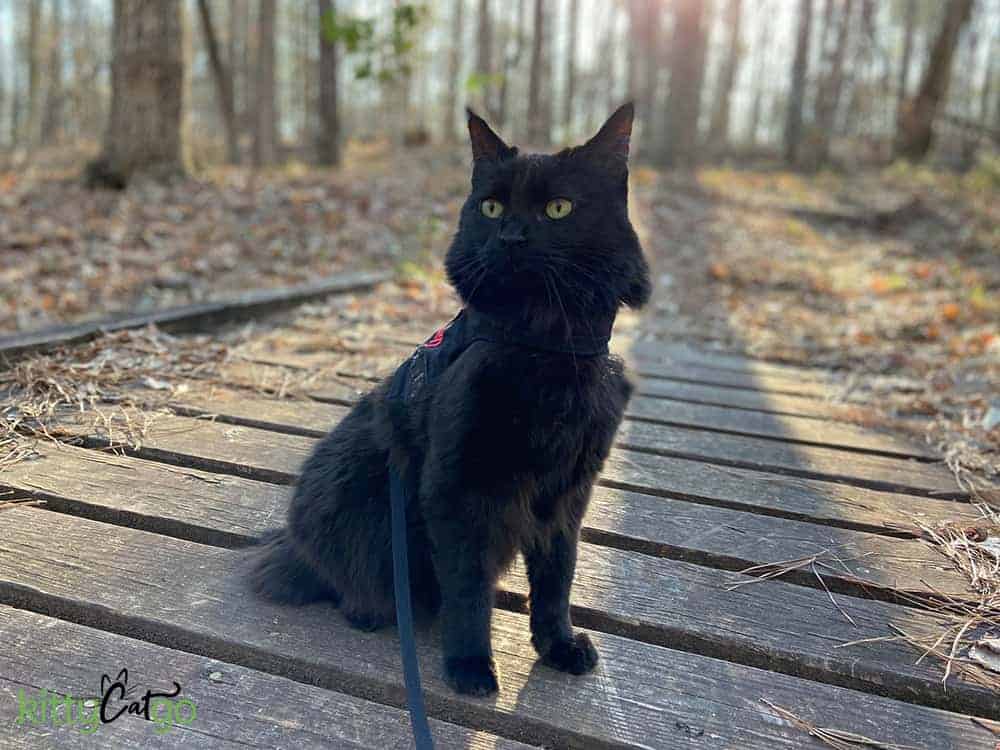 black cat outside on a leash