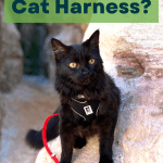 What is the best cat harness? Pinnable Image