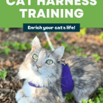 Cat Harness Training Pinnable Image - cat on a harness outdoors
