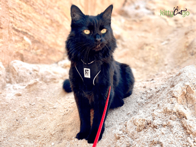 black cat wearing harness and leash