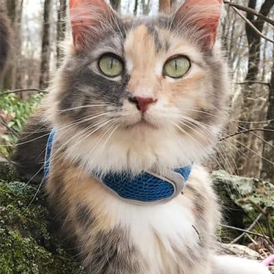 The Ultimate Guide to Picking out a Cat Harness