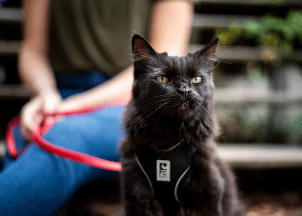 black cat outside on a harness and leash