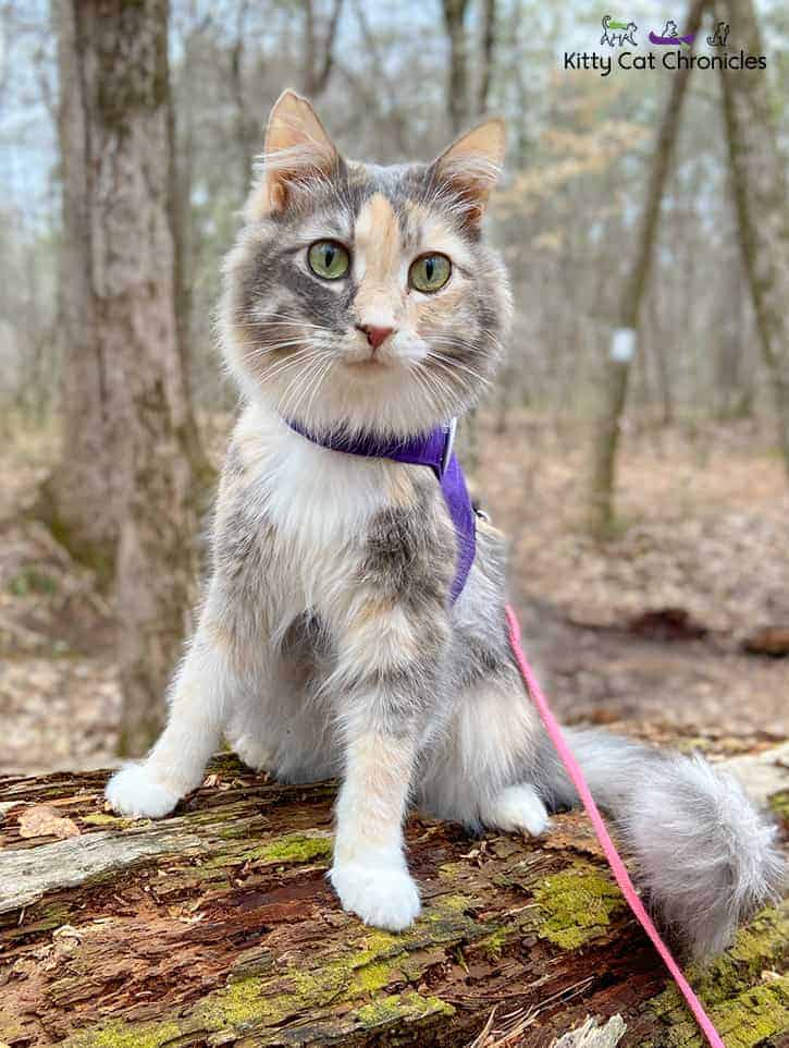 Training cat clearance to wear harness