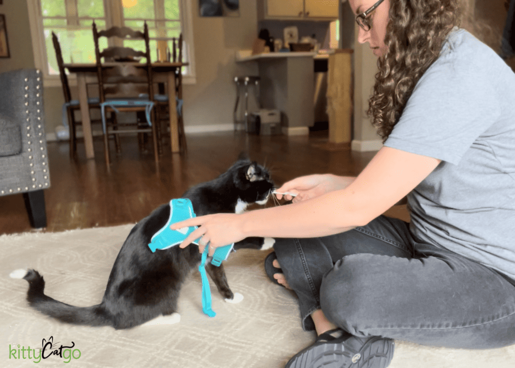 woman training cat to wear a harness - touching him with the harness on his back