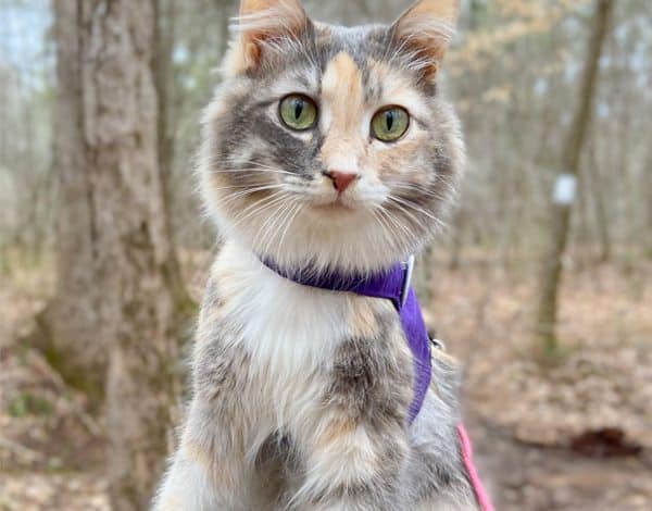 How to Train Your Cat to Walk on a Leash