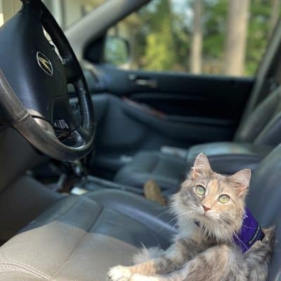 how to travel with your cat in a car