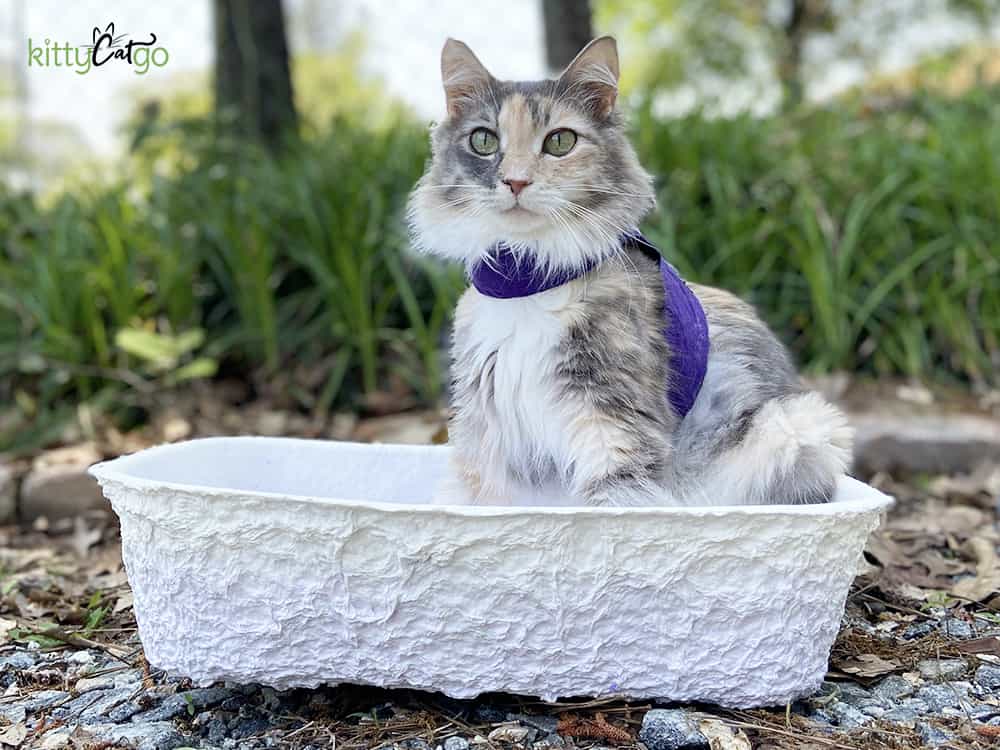 How to Travel with Your Cat in a Car - disposable litter box