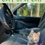 How to Travel with Your Cat in a Car
