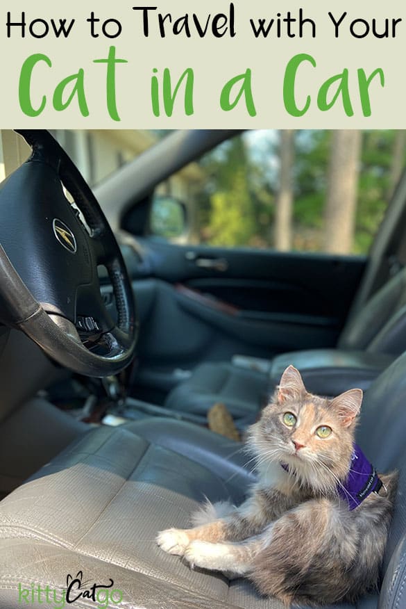How to Travel with Your Cat in a Car