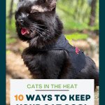 Cats in the Heat: 10 Ways to Keep Your Cat Cool