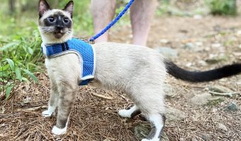 cat on a leash in summer
