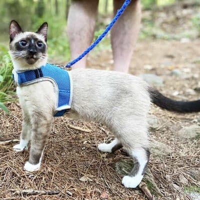 cat on a leash in summer