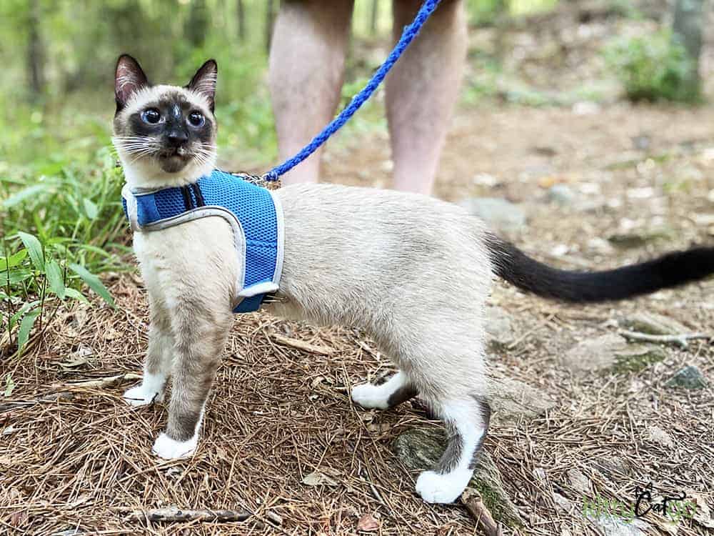 cat on a leash in summer