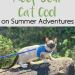 8 Ways to Keep Your Cat Cool on Summer Adventures