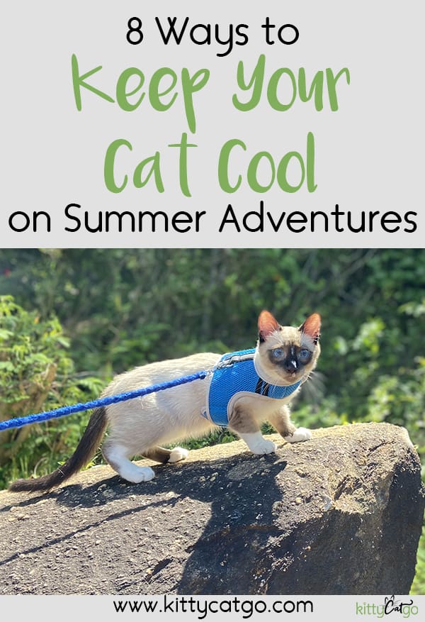 8 Ways to Keep Your Cat Cool on Summer Adventures