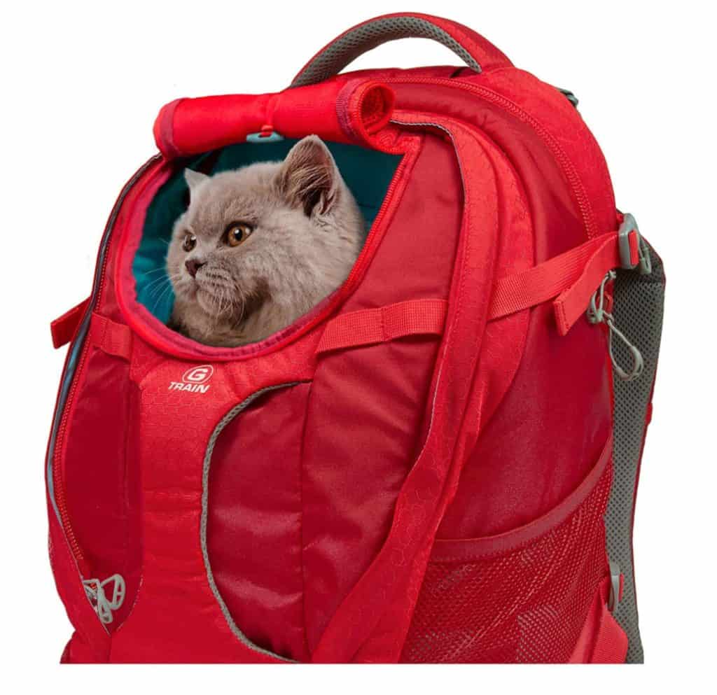 Backpack to put your cheap cat in