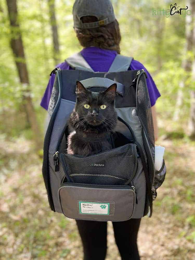 Kitten store in backpack