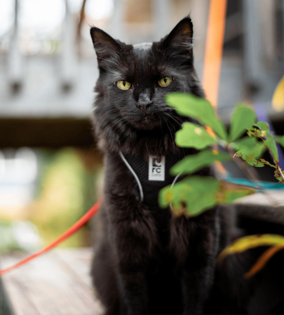 black cat outside on a harness and leash