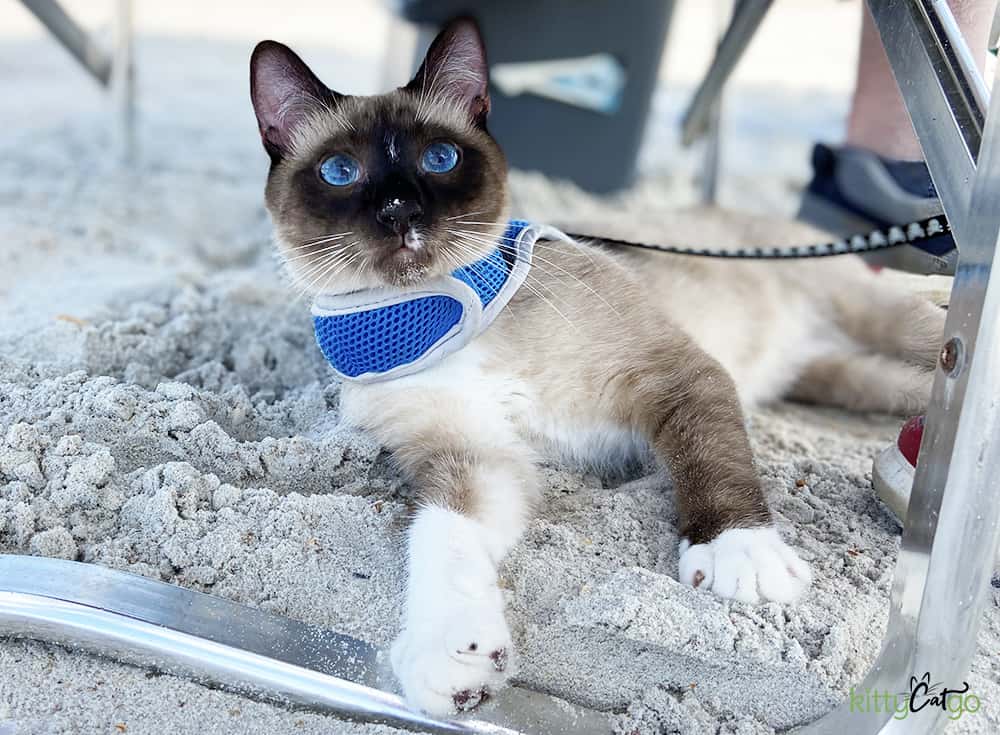 A siamese cat on the beach, laying in the sand.