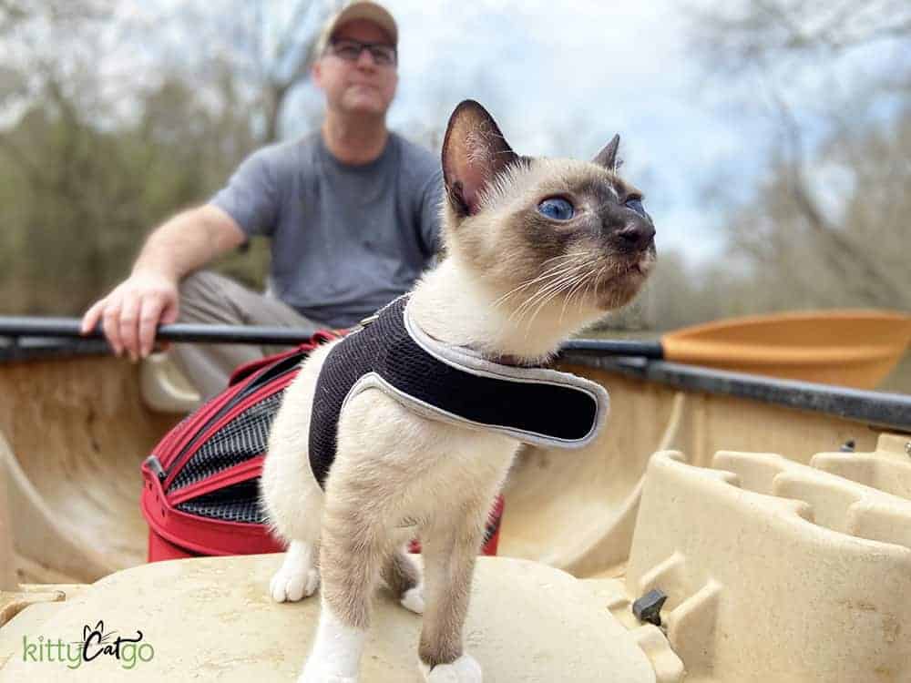 A siamese cat on a canoe