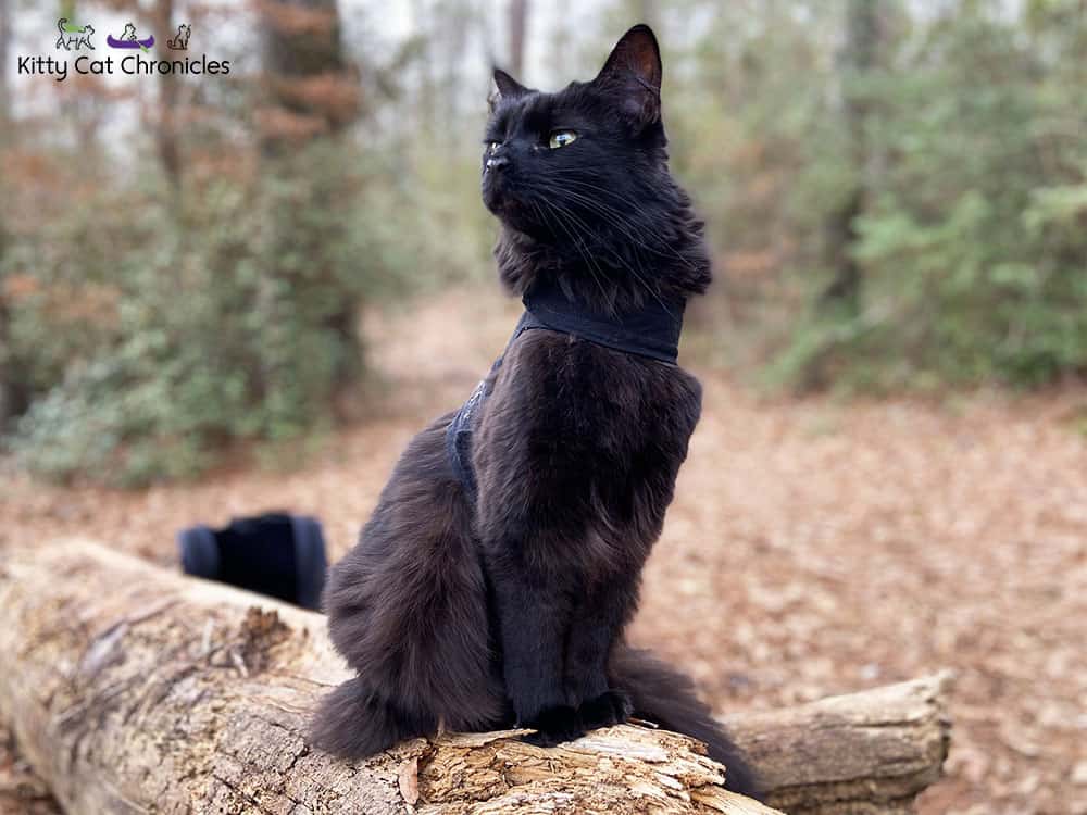 black cat on a hike