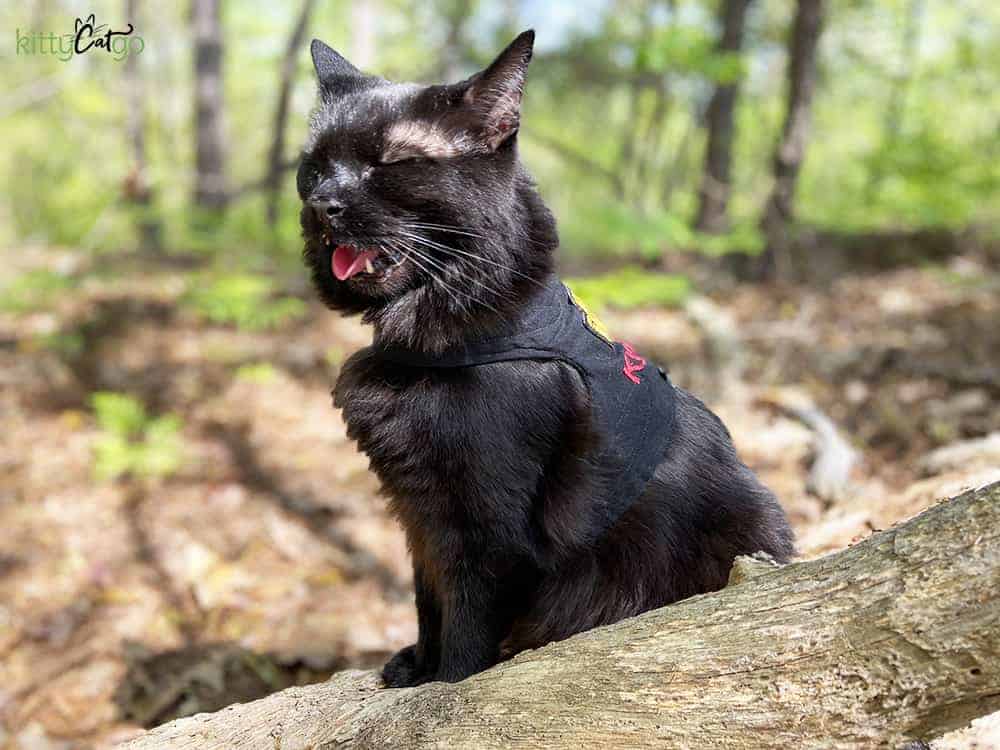 A black cat on a leash and harness panting because he is hot. 