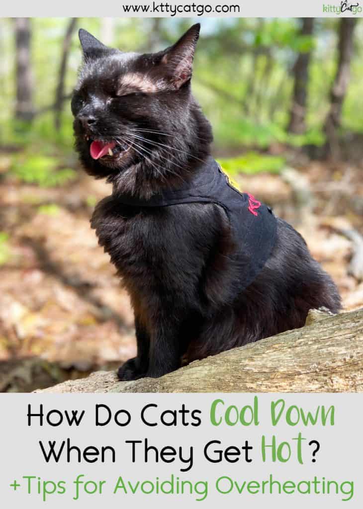 How Do Cats Cool Down When They Get Hot? Tips for Avoiding Overheating in Cats - Pinnable image with black cat panting.