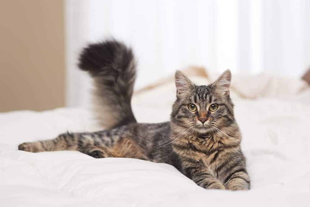 cat on a hotel bed