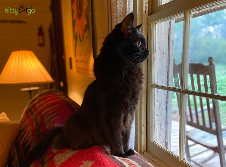 Black cat on the back of a couch in an AirBnB rental