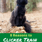 8 Reasons to Clicker Train Your Cat Pinnable Image - black cat outside