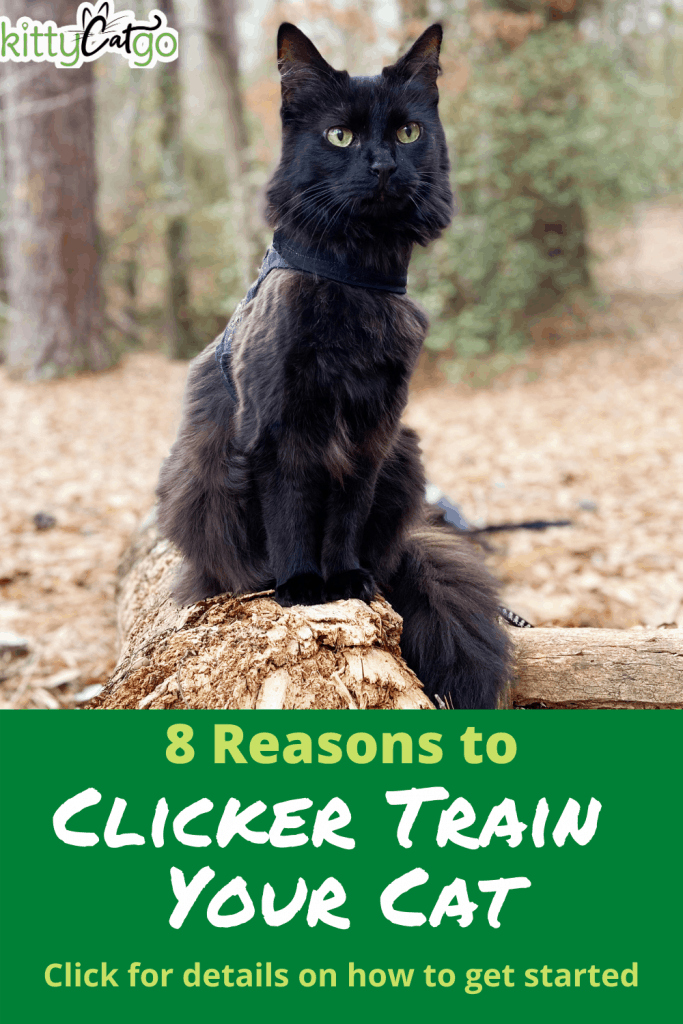 8 Reasons to Clicker Train Your Cat Pinnable Image - black cat outside