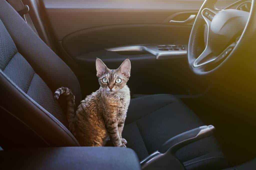 A cat sitting in the driver's seat of a car