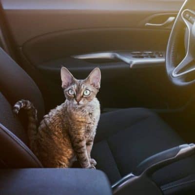 A cat sitting in the driver's seat of a car