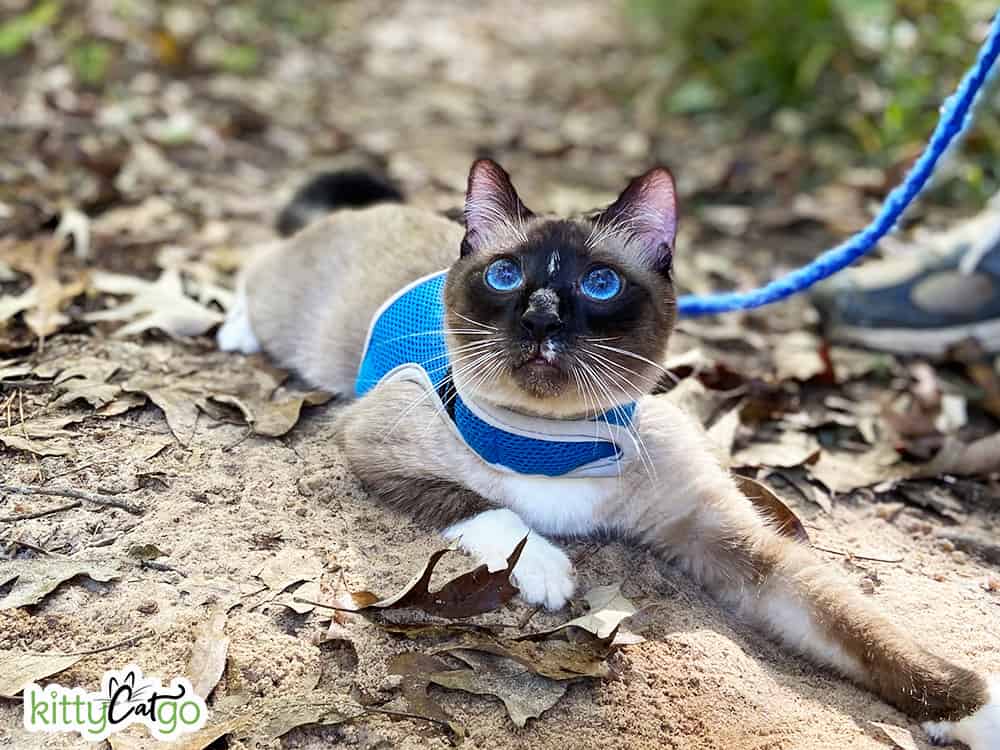 Siamese cat on a leash outside