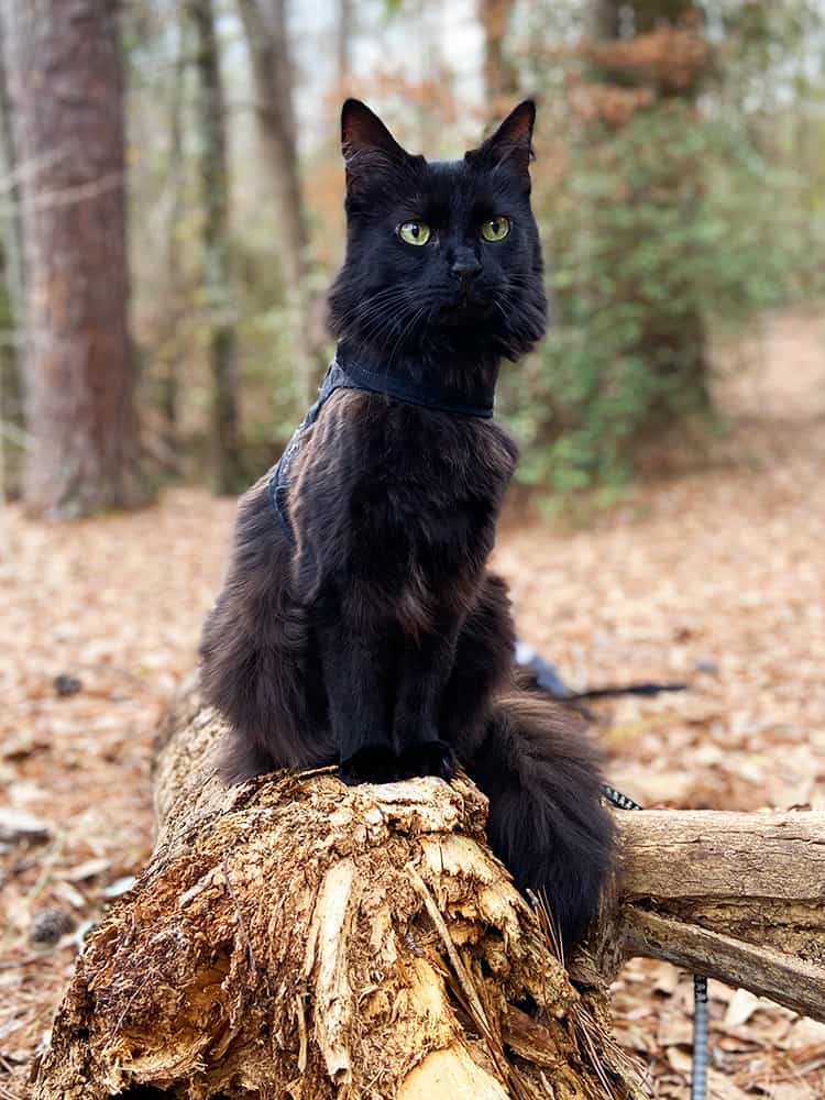 black cat on a leash in the woods