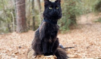 black cat on a leash outside