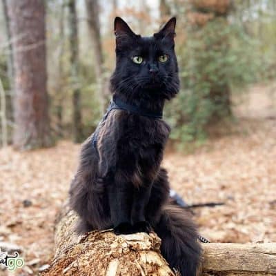 black cat on a leash outside