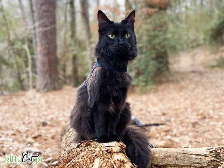 black cat on a leash outside