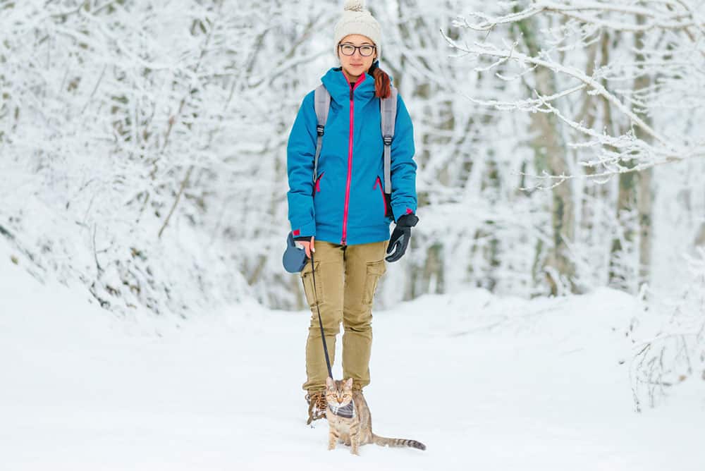 cat walking in the snow