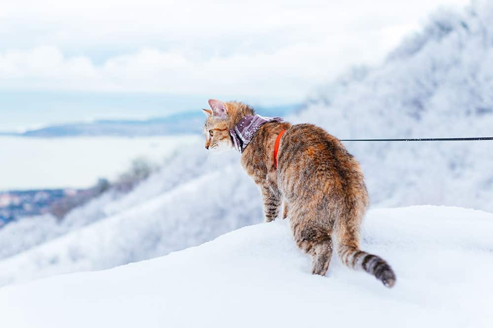 cat on a leash in the snow