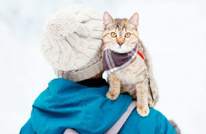 cat riding on human's shoulders in the snow