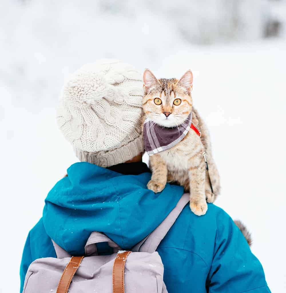 cat riding on human's shoulders in the snow