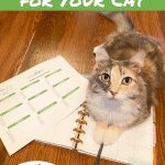 Creating an Enrichment Plan for Your Cat Pin - cat on a planner
