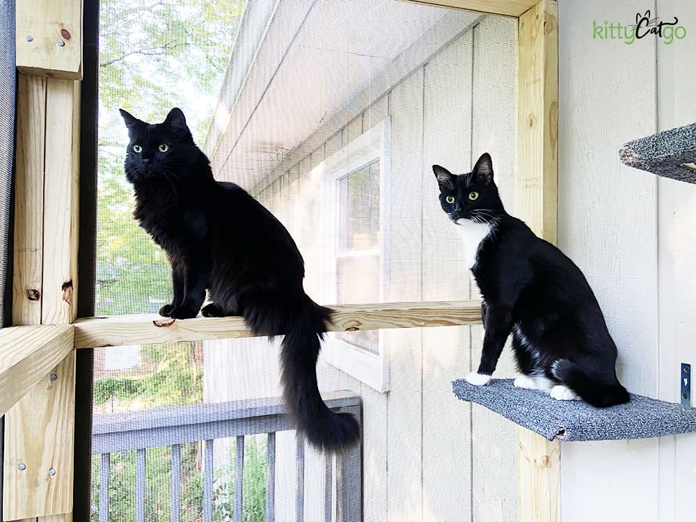 two cats on a screened in catio