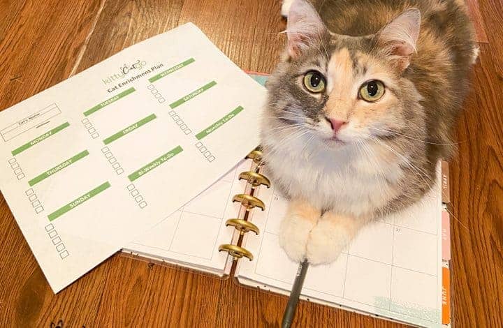 Creating a Cat Enrichment Plan - cat on a planner