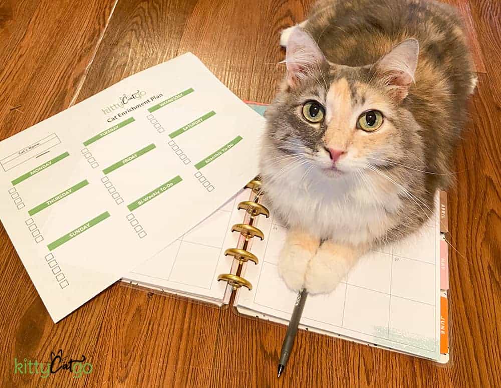 Creating a Cat Enrichment Plan - cat on a planner