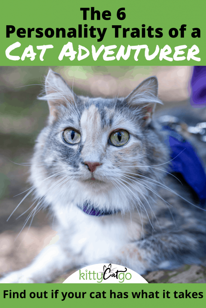 Pinnable Image: The Six Personality Traits of a Cat Adventurer