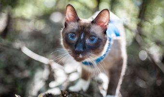 siamese cat in the woods on a leash