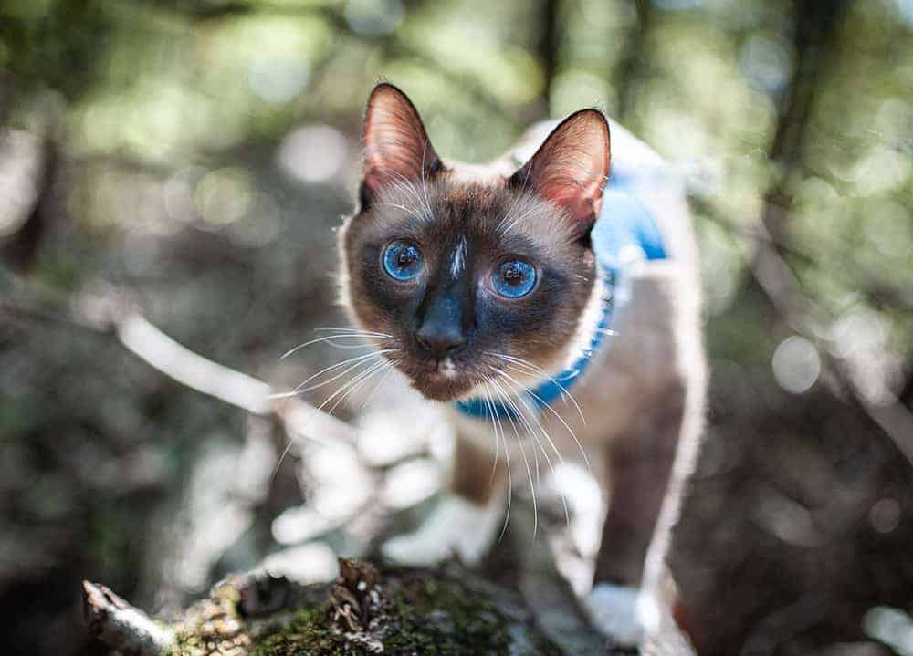 siamese cat in the woods on a leash