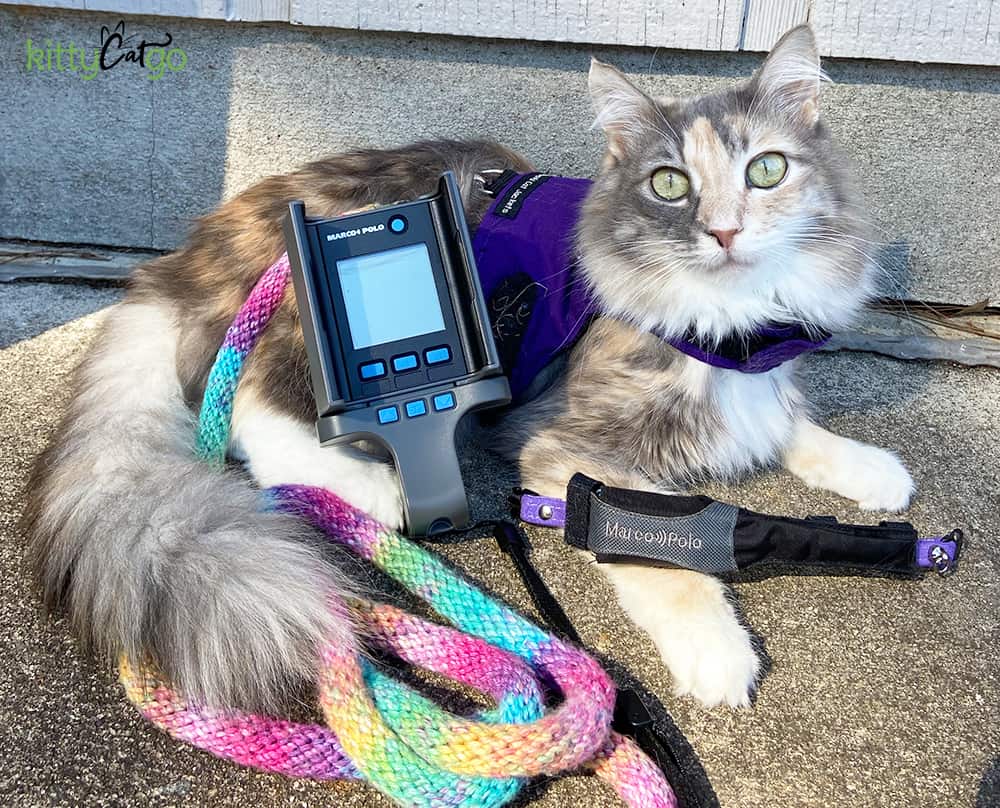 Cat posing with the Marco Polo Pet Tracking System